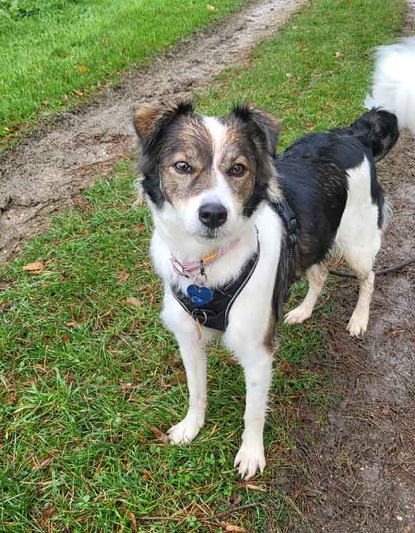 DJENI CHIENNE 0 ADOPTER AU REFUGE SOS ANIMAUX 78 AU CHESNAY PRES DE VERSAILLES